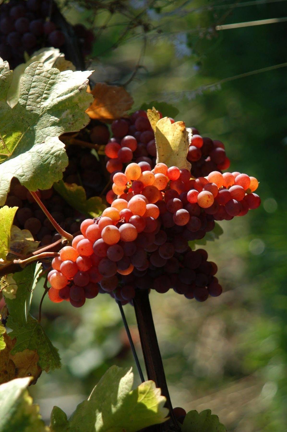 Weingut Primus Suedsteiermark Spielfeld Ngoại thất bức ảnh